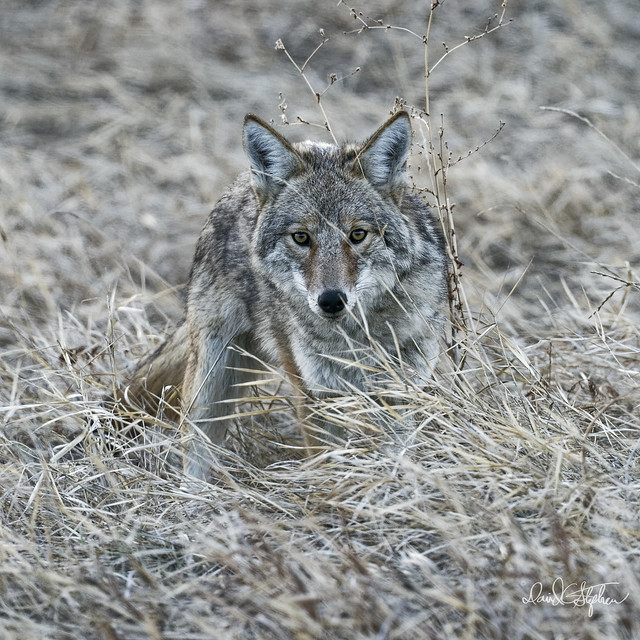 Coyote Pauses Its Digging To Keep An Eye On Me