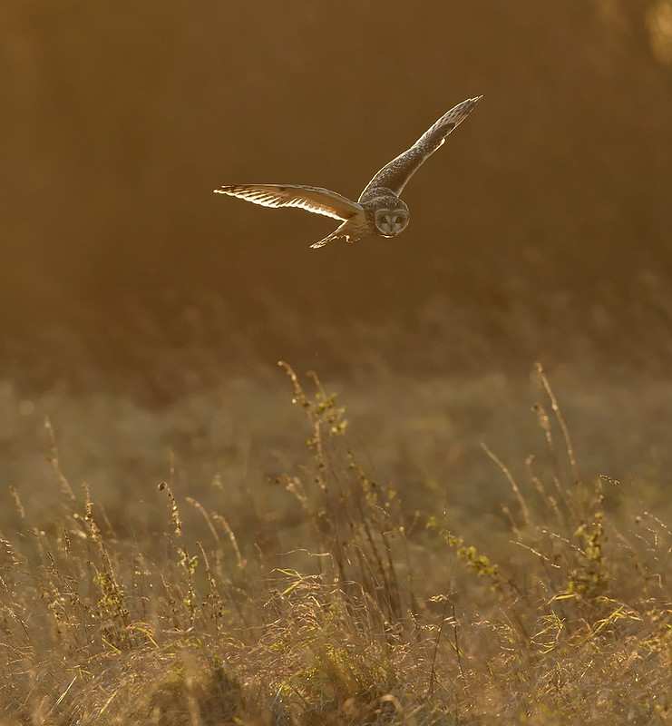 Short-eared Owl - working with the light, even though it was always against you.....