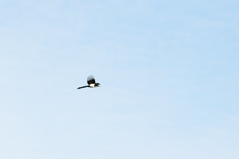 Magpie flying by, Northyocte