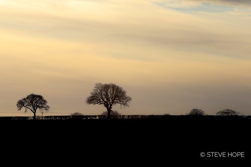 5div canon5div canon5dmarkiv tree trees silhouette landscape uk britain england northlincolnshire lincolnshire barton bartonuponhumber outside outdoor outdoors winter 2019 europe