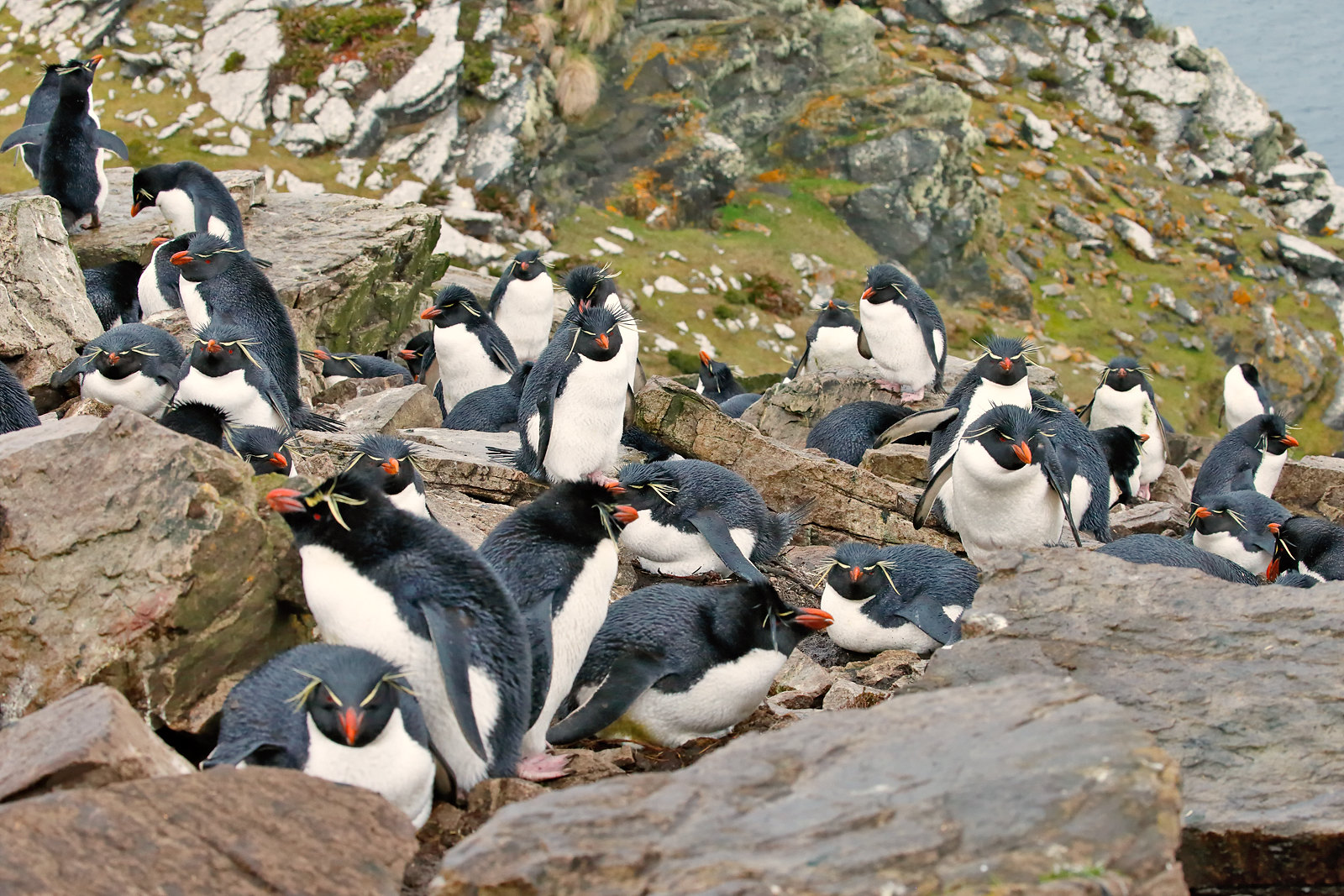 Rockhopper Penguin rookery