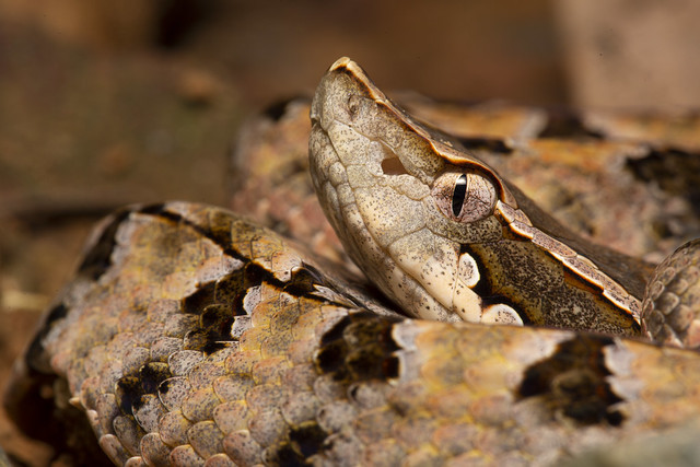 Malayan Pit Viper - Calloselasma rhodostoma