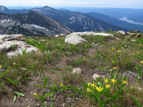 Avalanche lilies on the upper slopes of St. Paul Peak, Cabinet Mountains Wilderness, Montana