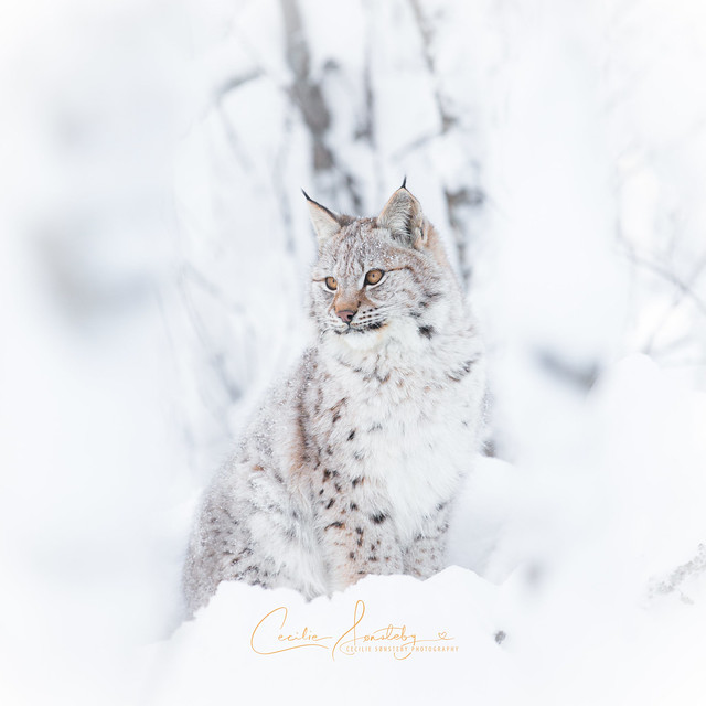 High Key Lynx Portrait