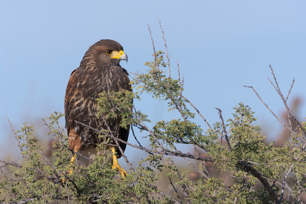 A close view of a Harris's hawk juvenile looking to my right while perched in a tree, taken from Brown's Ranch Road in McDowell Sonoran Preserve in Scottsdale, Arizona in December 2019