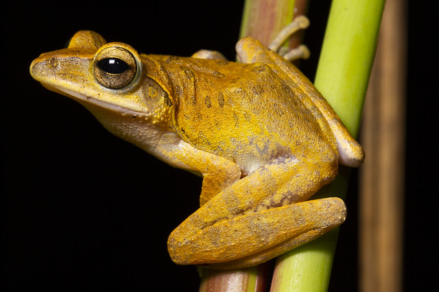 Common Tree Frog - Polypedates leucomystax