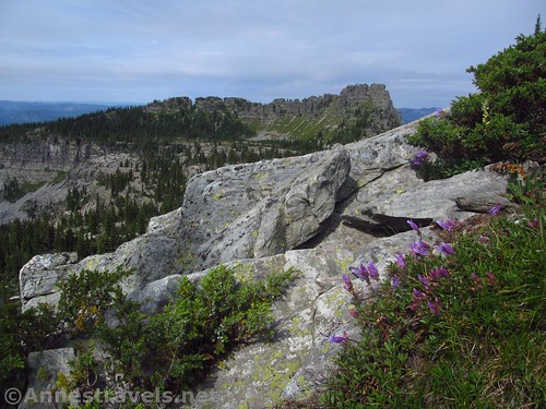 Chicago Peak and Wildflowers on St. Paul Peak, Cabinet Mountains Wilderness, Montana