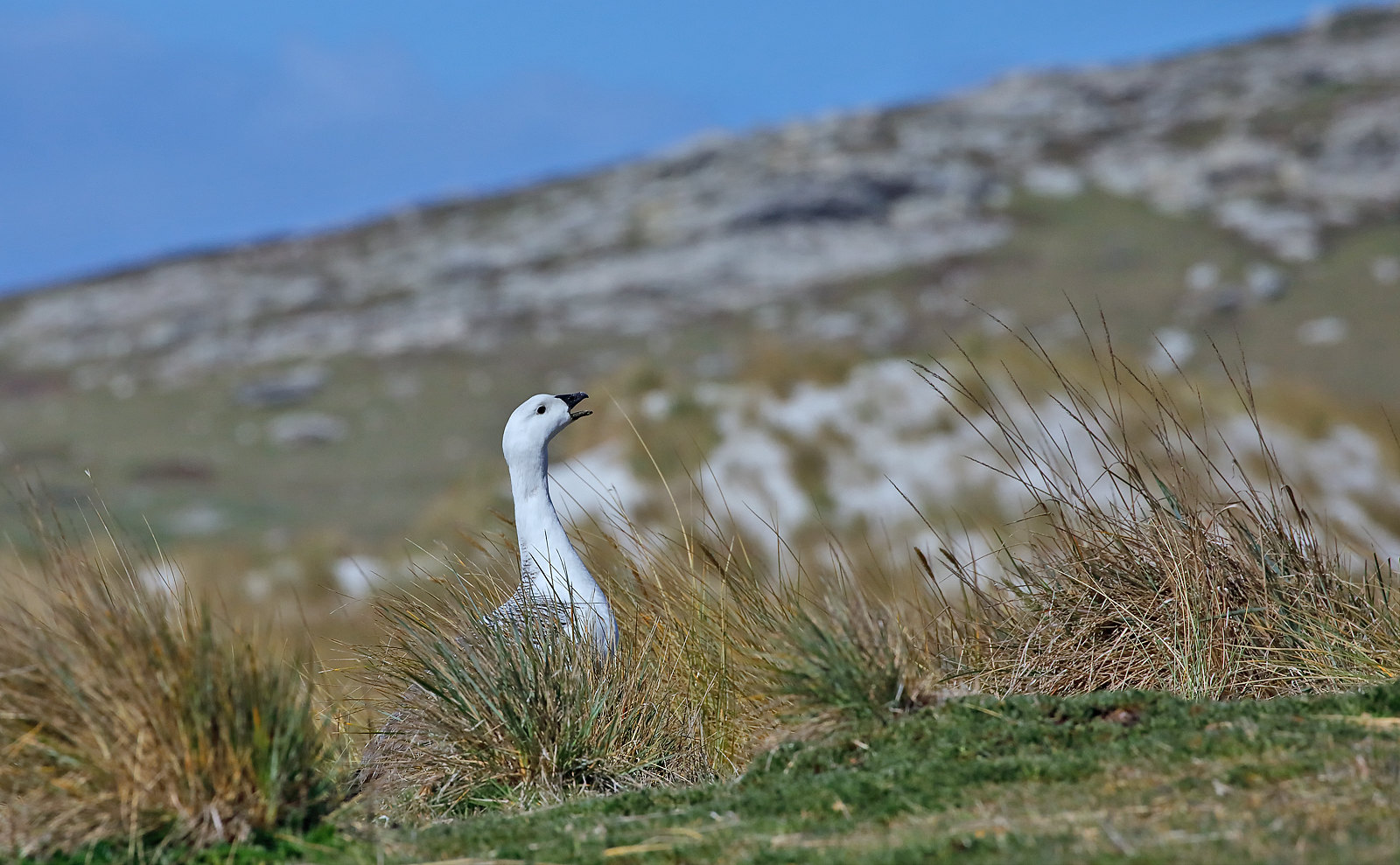 Upland Goose - male