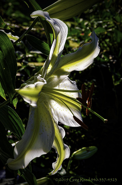 White Asiatic Lily with yellow stripe 01