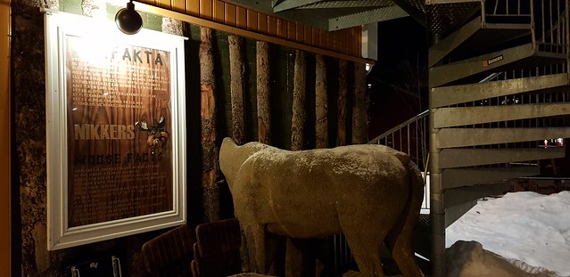 A moose is visiting restaurant Nikkers in Lillehammer, Norway, the hosting city of the 1994 olympic winter games