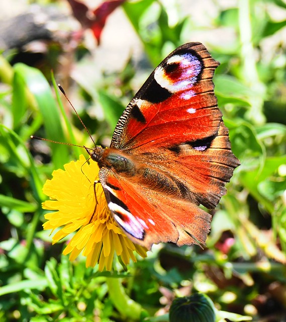 Butterfly in Germany - seen in Stockstadt beside the River Rhine 2019 - Deutsch: Schmetterling in Deutschland, gesehen am Rhein bei Stockstadt