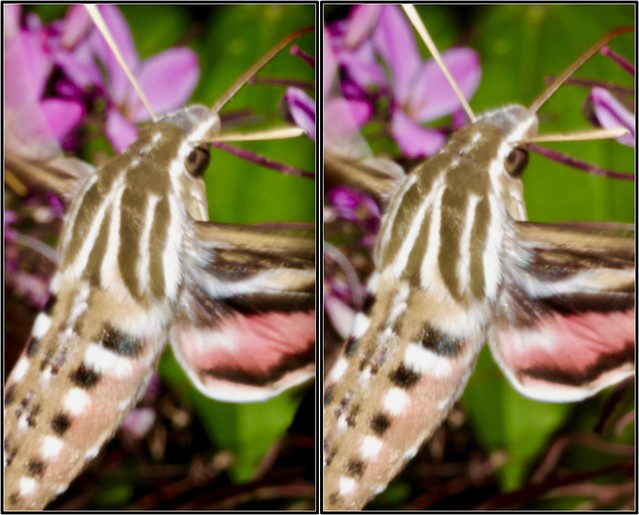 IMG_8549w2-Stereo Photo/3D