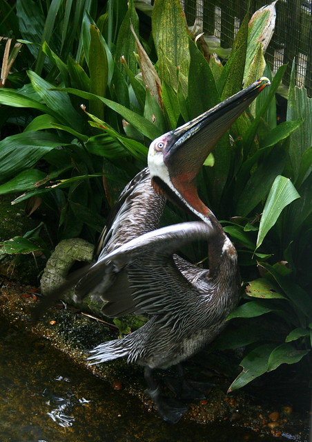 pelican stretching....