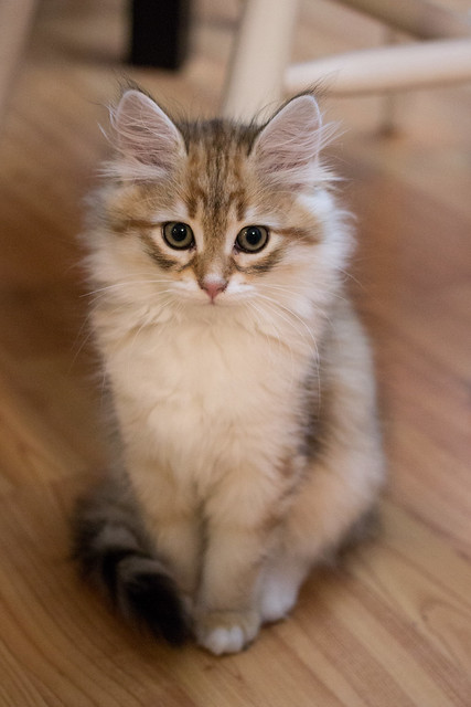 Majestic Kitten