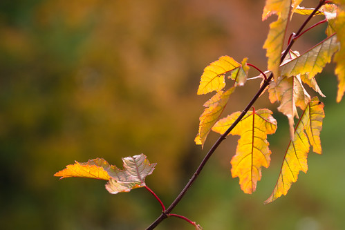 ab edmonton hermitagepark leavesonredbranch redmapleleaves