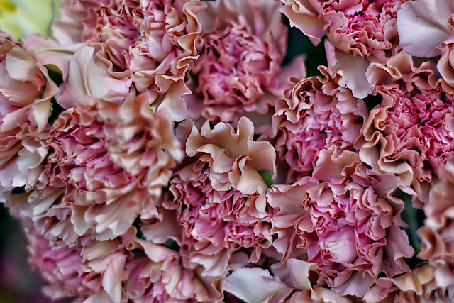 Pink Carnation