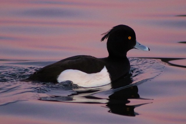 Male Tufted Duck at Dusk....