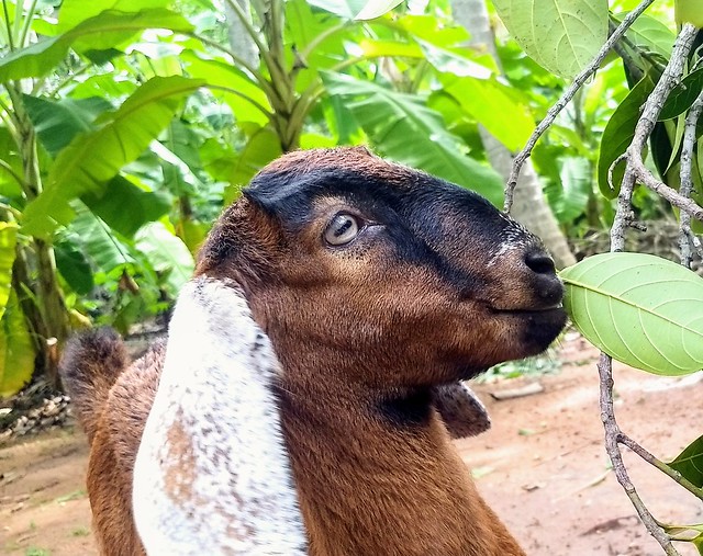 It's eating time - baby goat.