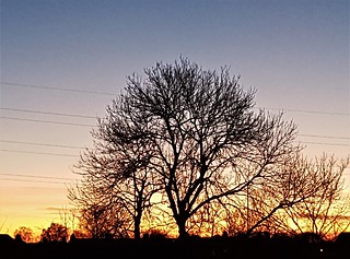 Tree Capillaries at Sunset