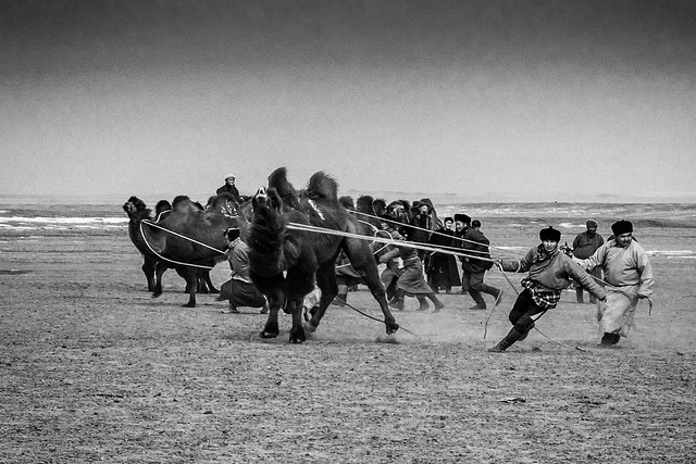 Taming the wild camel (Bulgan Sum, Mongolia. Gustavo Thomas © 2019)