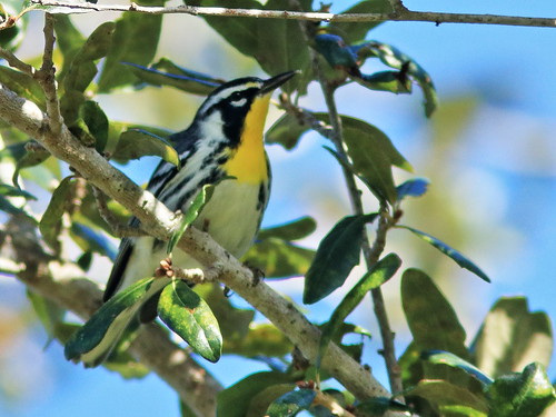 Yellow-throated Warbler 07-20191129