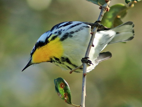 Yellow-throated Warbler 05-20191129