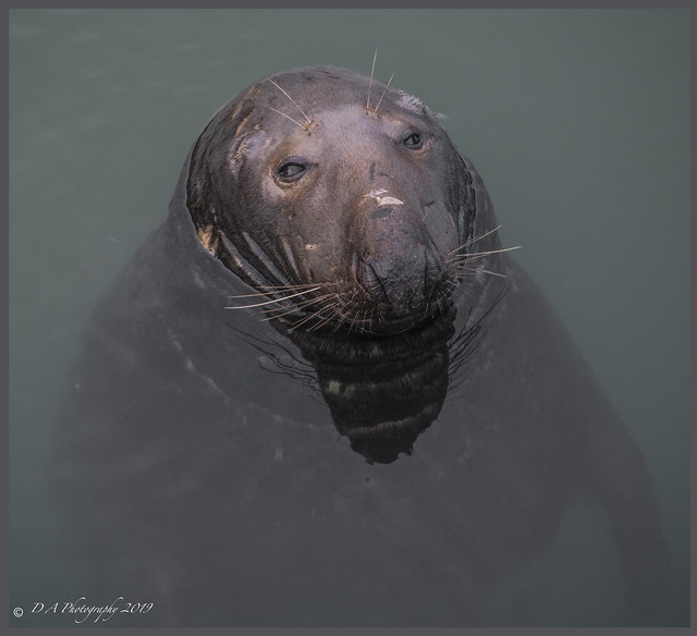 Seal Portrait DSC_4337