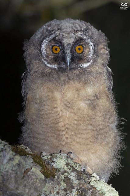 Bufo-pequeno, Long-eared Owl(Asio otus)