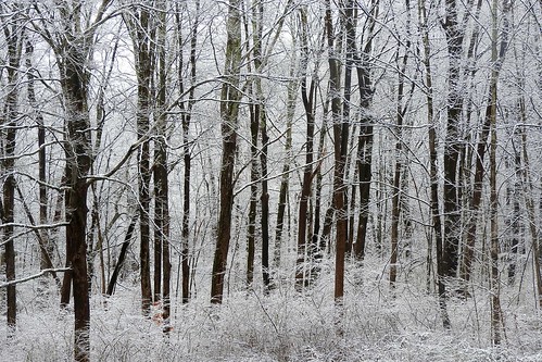 White Winter Woods