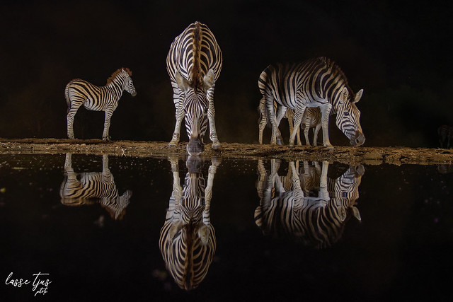Zebras drinking water at the Umgodi overnight hide in Zimanga