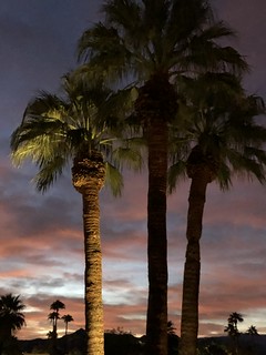 Palms at sunrise