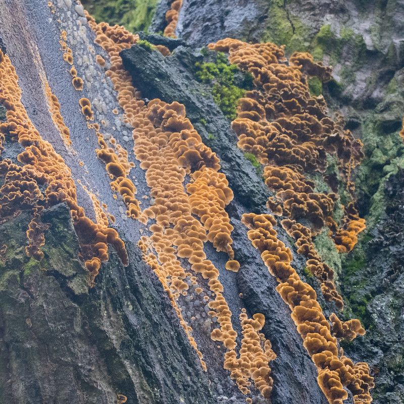 Hairy curtain crust fungus high on tree