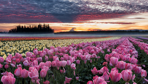 tulips oregon woodenshoe flowers mthood sunrise
