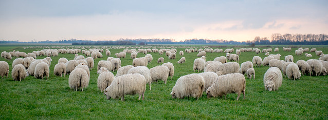 sheep, herd, field, gras, landscape