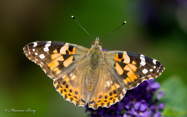 Painted Lady Butterfly  05-Sept-19 M_001