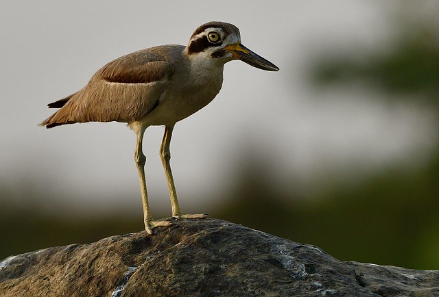 endangered Great Thick-knee