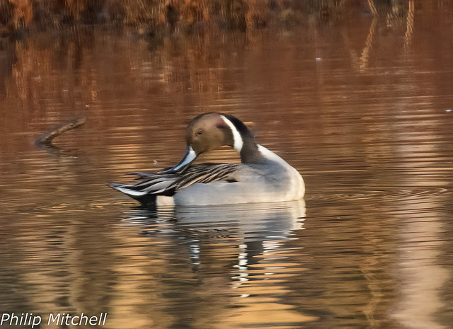 Northern Pintail in early morning light