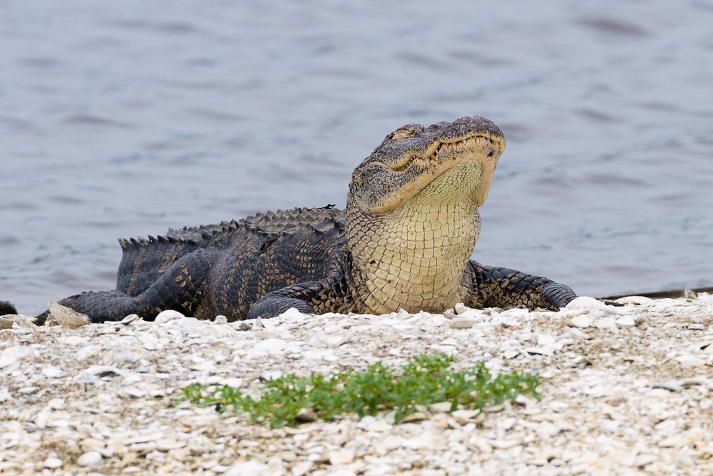 An alligator seems to be smiling with its head raised on a small island in the freshwater lagoon of Huntington Beach State Park in Murrells Inlet, South Carolina in July 2007