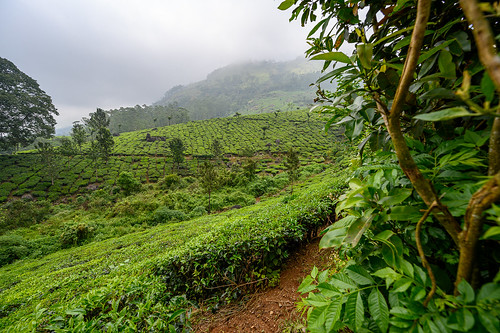 indien landscape landschaft kerala nature munnar teaplantation 2019 teeplantage natur pallivasal nikonz nikonz6 mirrorless nikkor1430mm
