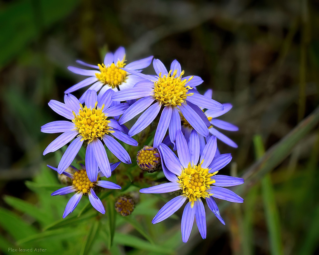 Flax-leaved Aster - Ionactis linariifolia  -  Asteraceae: Aster or Daisy family