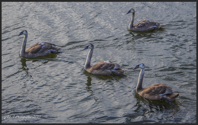 This years Cygnets DSC_4358