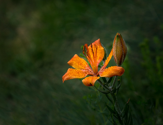 Orange lily- Lilium bulbiferum