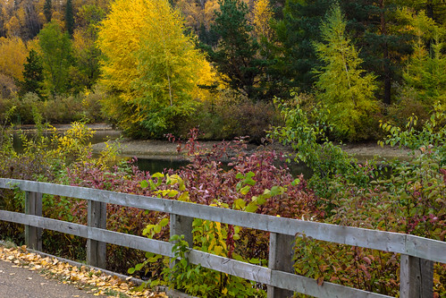 ab edmonton rundlepark aspenconiferparkland fallcolour islandbeach islandinpond mixedforest pavedpath redosierdogwood shrubs woodfence