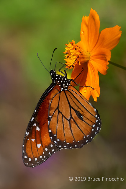 A Queen Butterfly Seeking Nectar From An Orange Daffodil Blossom
