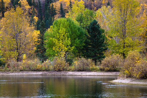 ab edmonton rundlepark autumnparkland coloursoffall ducks pond rivervalleypark shrubs
