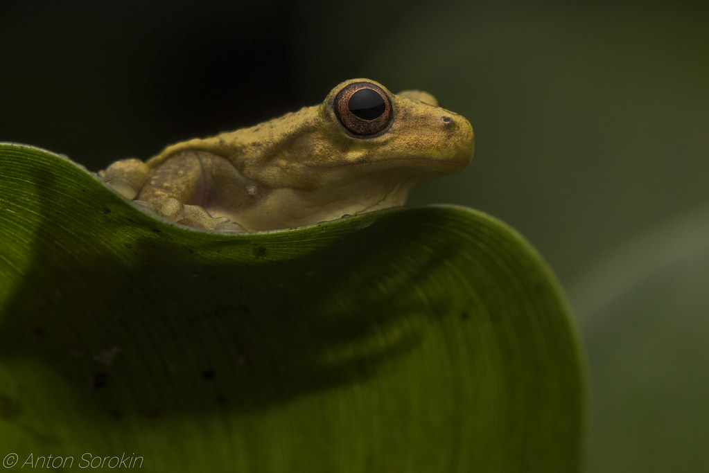 The Executioner tree frog | Executioner tree frog (Dendropso… | Flickr