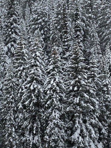 landscape winter pattern snow trees iphone december 2019