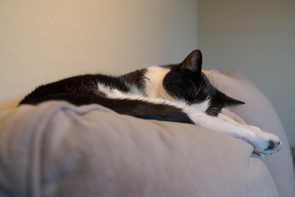 Our cat Boo sleeps on the back of the couch in my office in November 2019