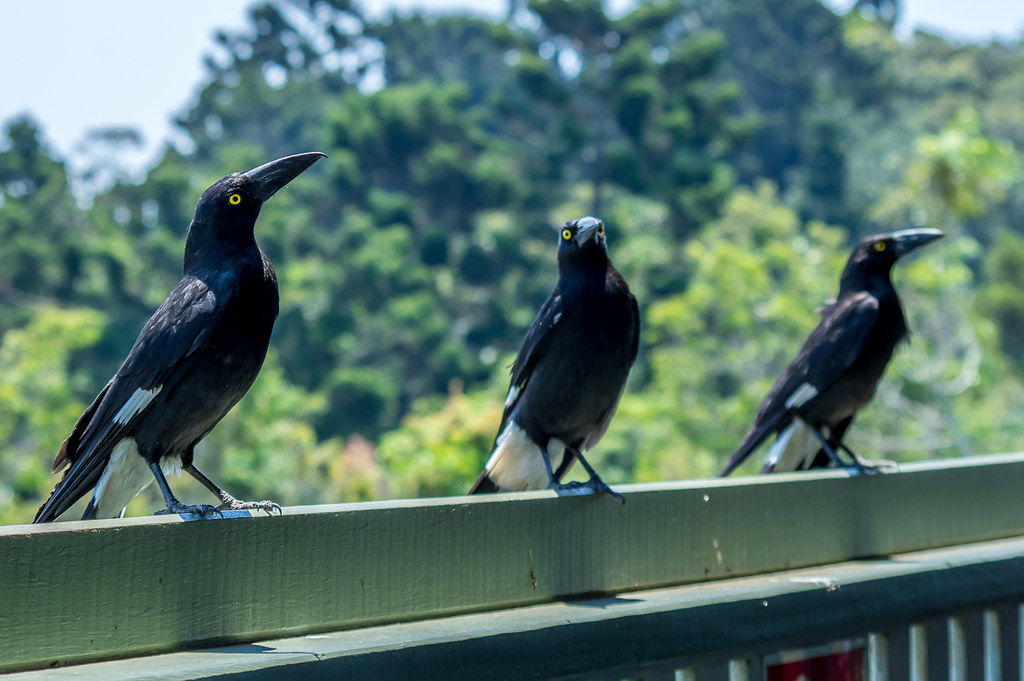 Pied Currawongs