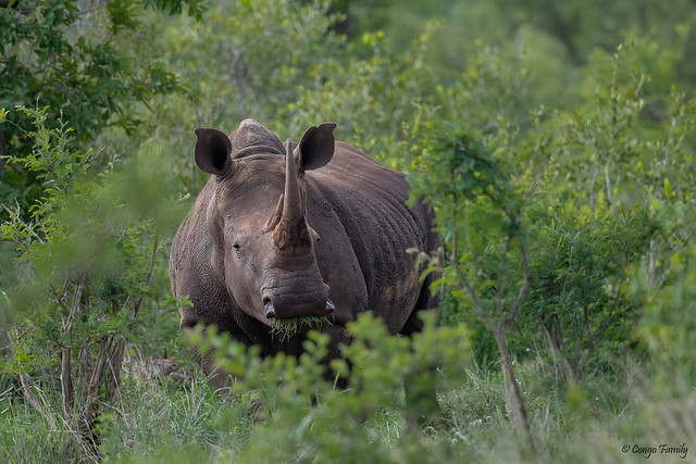 White Rhino in Kruger NP